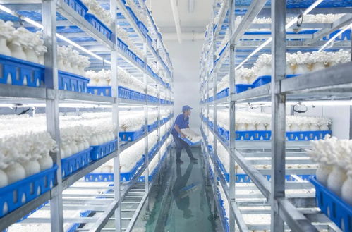 慈溪白玉菇 浙产精品鲜菇的技术赋能与产业崛起